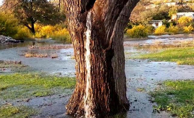 南宫28ng欧洲神奇的“喷水树”水从树干喷涌而出一天到头都在流个不停(图2)