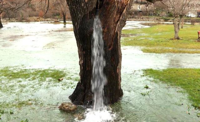 南宫28ng欧洲神奇的“喷水树”水从树干喷涌而出一天到头都在流个不停(图1)