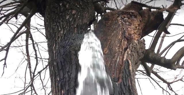 南宫28ng欧洲神奇的“喷水树”水从树干喷涌而出一天到头都在流个不停(图6)