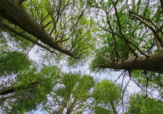 南宫28ng首次用激光测量绘图！世界最高树木吸碳能力超估算 对气候变化影响更易监(图1)