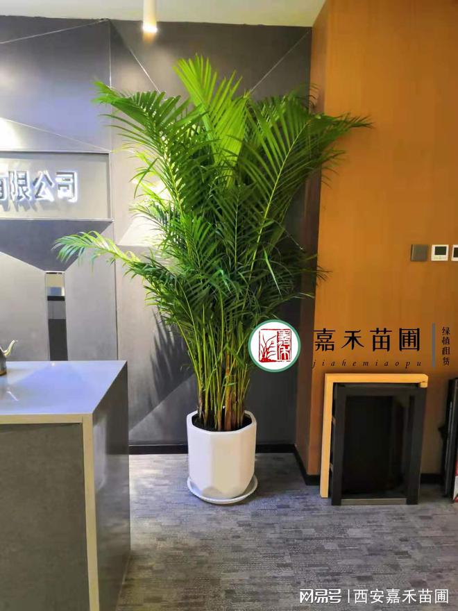 南宫28ng西安企业办公室花卉绿植租赁月租套餐(图2)