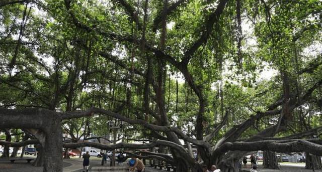 南宫28ng全球最大的树一棵树撑起一片森林树龄高达250年游客赞不绝口(图1)