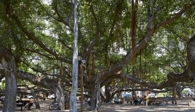 南宫28ng全球最大的树一棵树撑起一片森林树龄高达250年游客赞不绝口(图3)