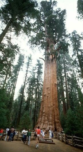 南宫28ng世界上最大的树体积为1487立方米它已经有3500岁了！(图2)