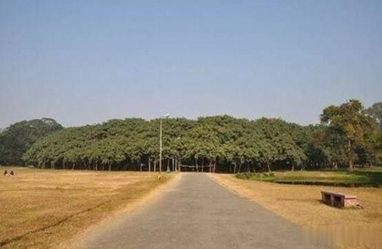 南宫28ng世界上树冠最大的树面积超过10000平方米自己成为一片森林！(图2)