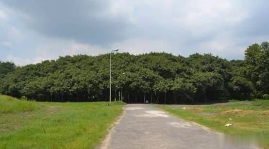 南宫28ng世界上树冠最大的树面积超过10000平方米自己成为一片森林！(图1)