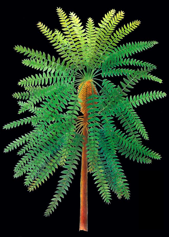 南宫28ng科学家发现3亿年前奇特树木(图2)