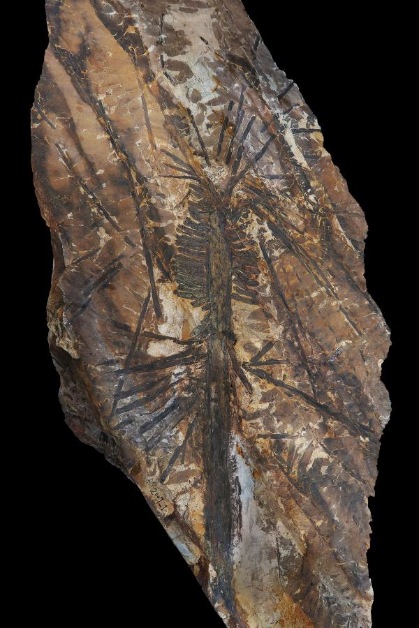 南宫28ng科学家发现3亿年前奇特树木(图3)