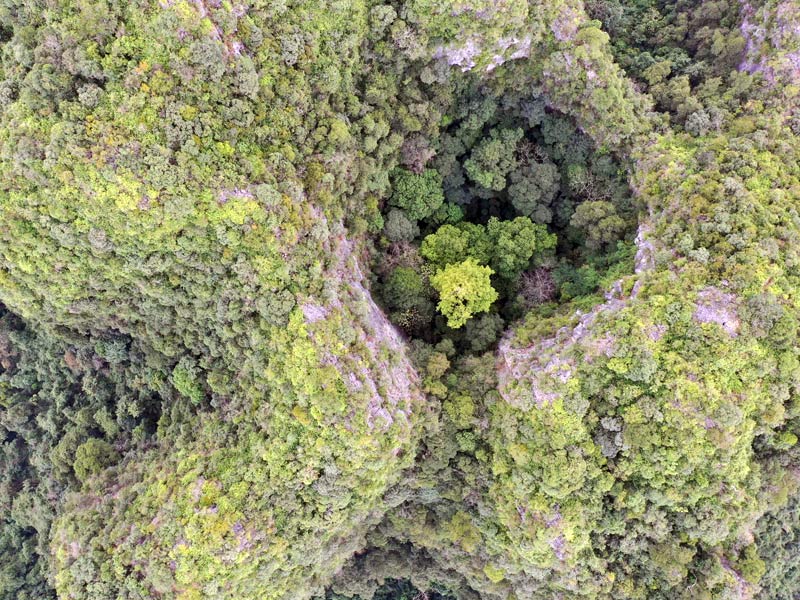 南宫28ng724米！广西发现中国岩溶地区最高树(图1)
